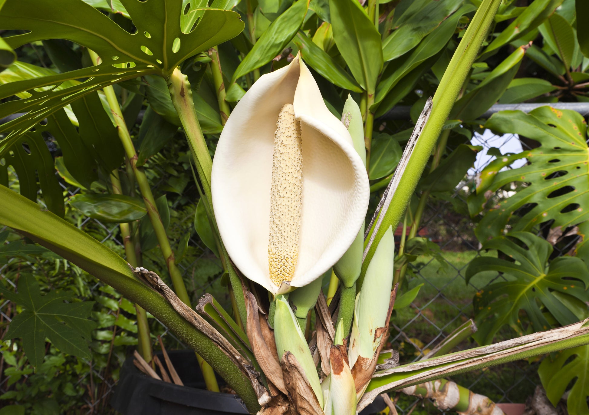 white split leaf philodendron 5 Organic SPLIT LEAF PHILODENDRON Monstera Deliciosa Swiss Cheese Plant Vine Seeds