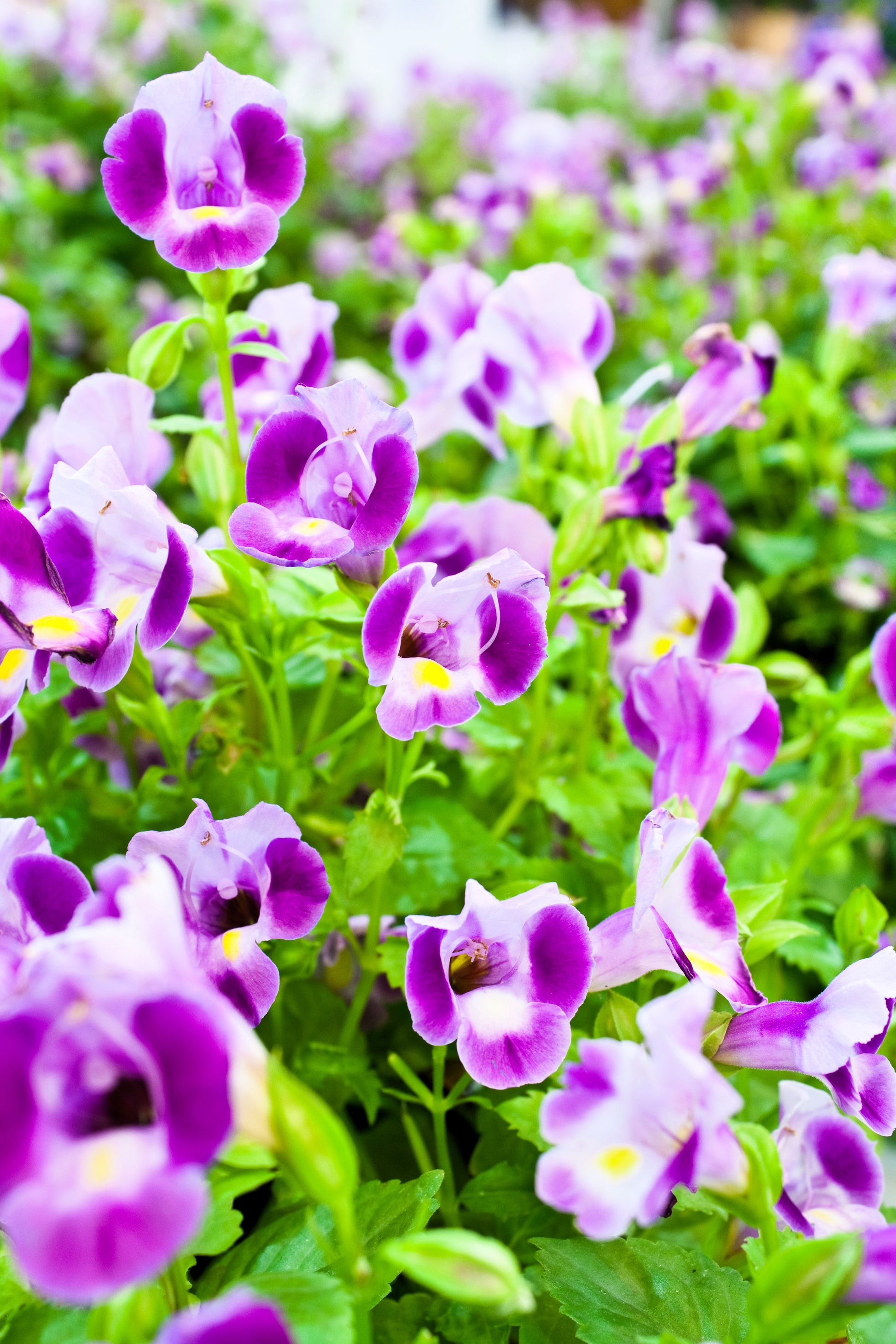 wishbone flower seeds 10 KAUAI MIX TORENIA Fournieri Sun or Shade Wishbone Flower Seeds