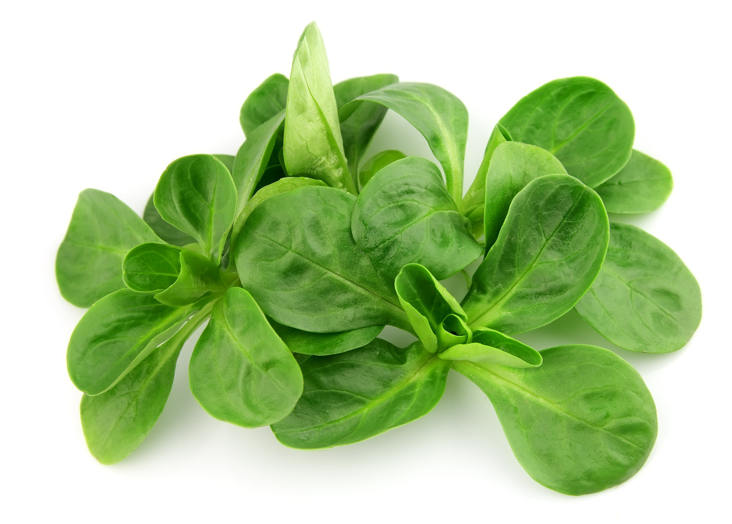 500 Dutch CORN SALAD Lambs Lettuce Valerianella Locusta Herb Vegetable Seeds