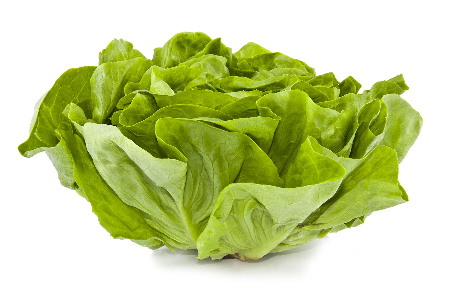 3000 WHITE BOSTON LETTUCE 12" Green Butterhead Lactuca Sativa Vegetable Seeds