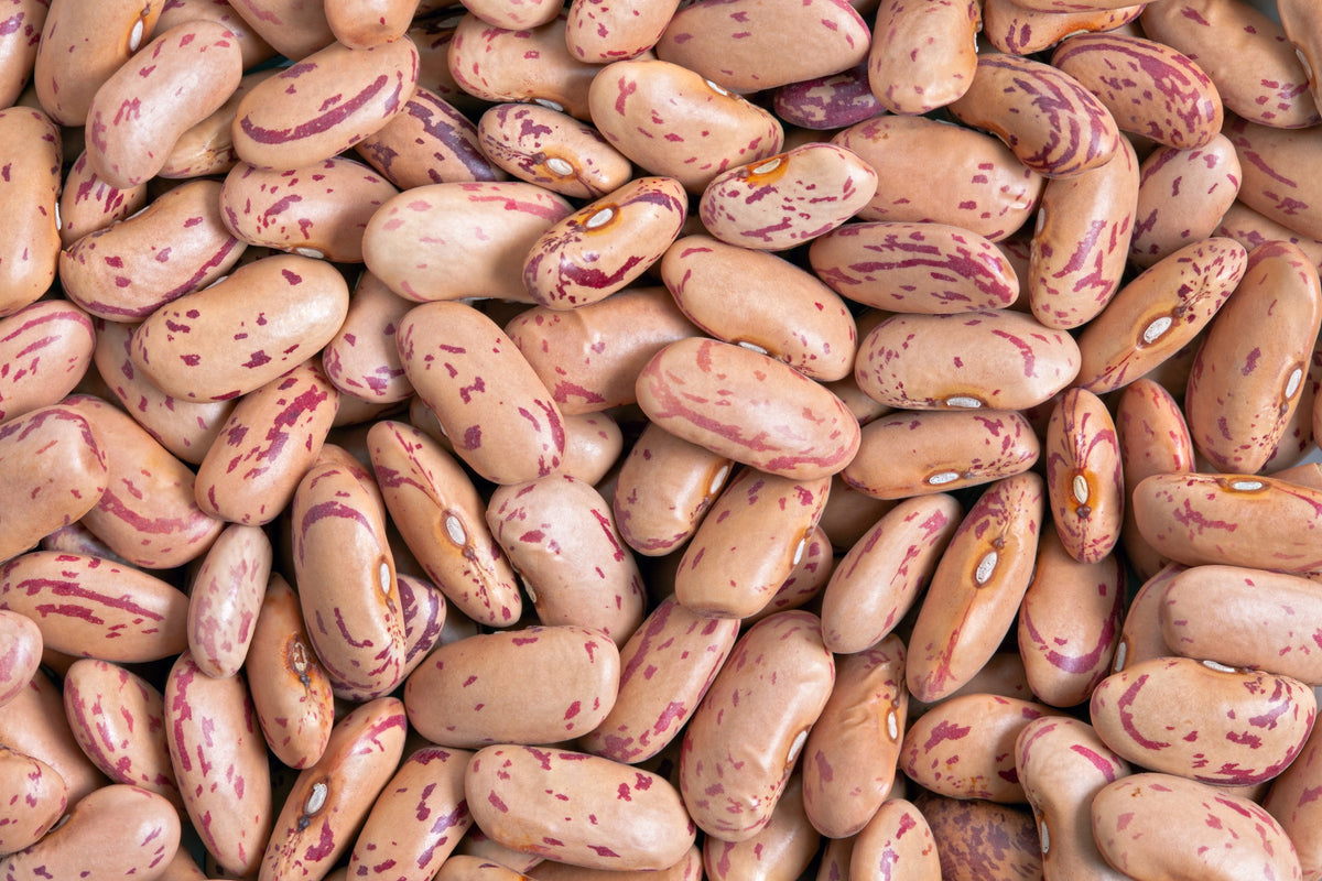 50 CRANBERRY BEAN French Horticulture Borlotti Roman Phaseolus Vegetable Seeds