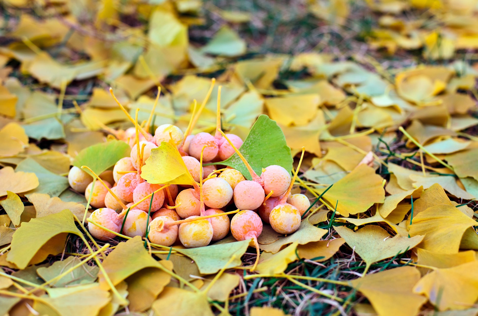 ginkgo biloba seeds planting 10 GINKGO BILOBA Maidenhair Tree Yellow Fall Orange "Fruit" Herb Seeds