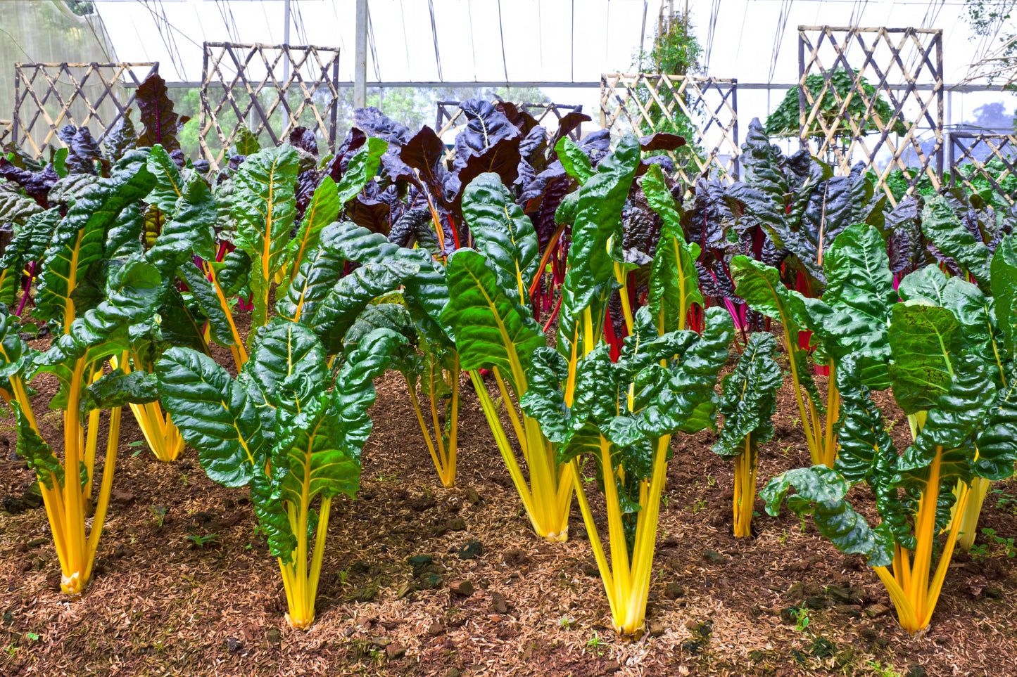 40 YELLOW CANARY SWISS CHARD Beta Vulgaris Perpetual Spinach Vegetable Seeds