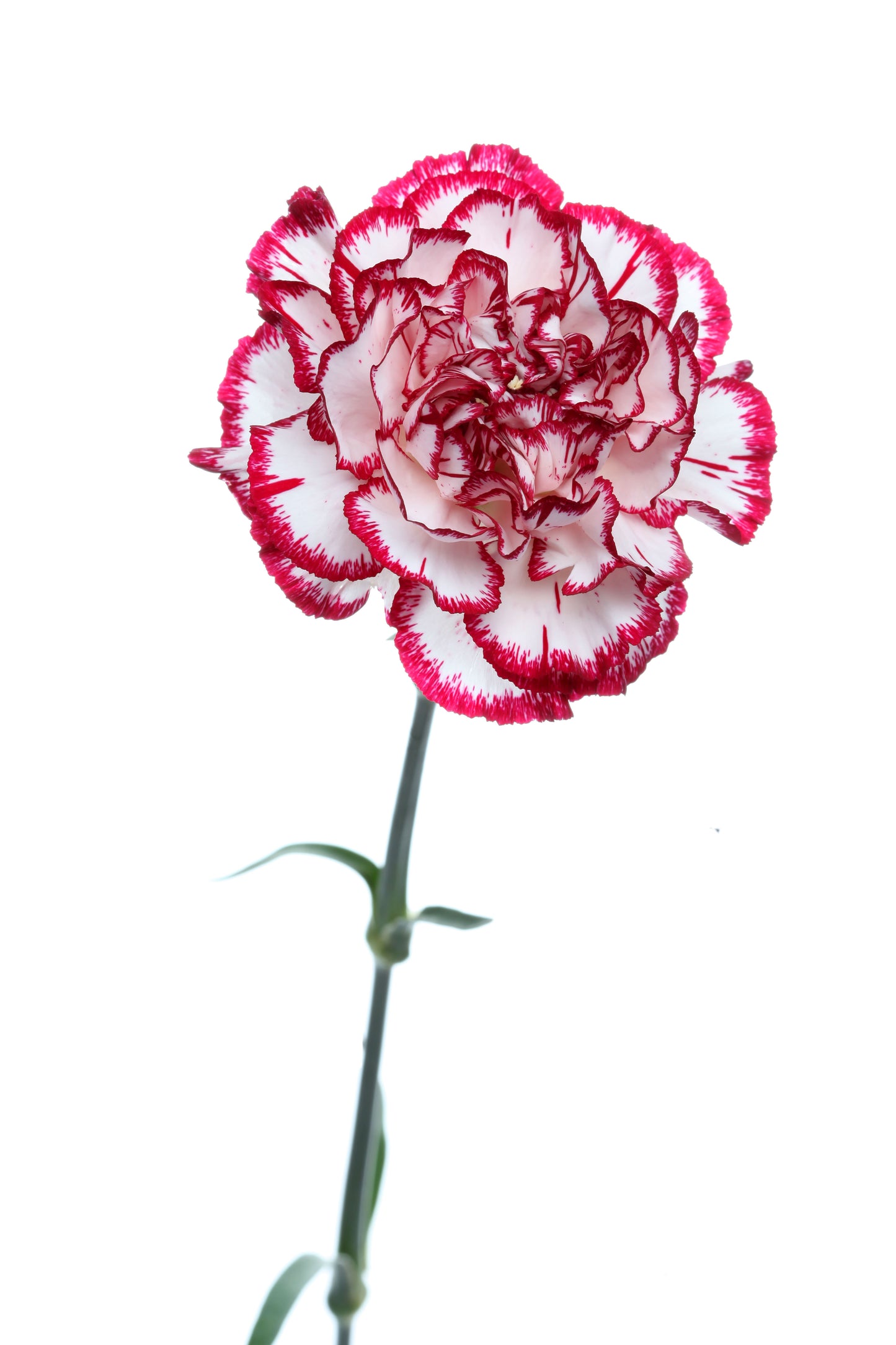 50 Avranchin RED & WHITE CARNATION Dianthus Caryophyllus Chabaud Flower Seeds