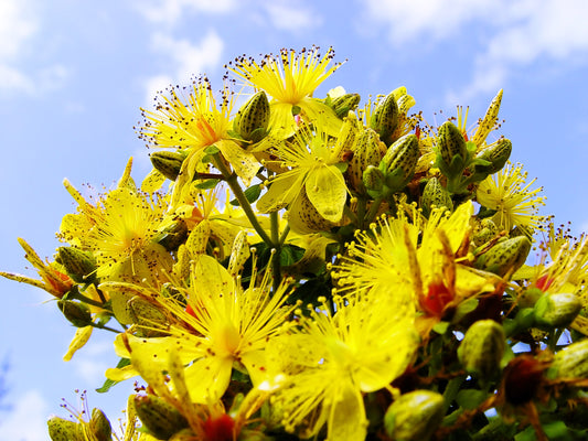 1500 Great SAINT JOHNS WORT St John's Hypericum Pyramidatum Yellow Flower Herb Seeds