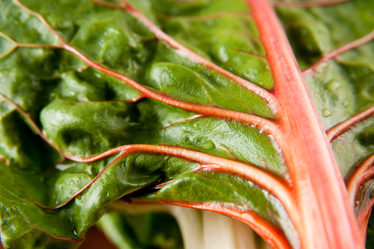 40 PINK FLAMINGO SWISS CHARD Beta Vulgaris Perpetual Spinach Vegetable Seeds