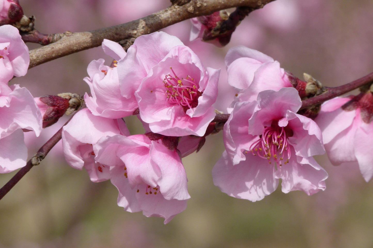 3 NEMAGUARD PEACH TREE Prunus Persica Fruit Pink Flower Seeds