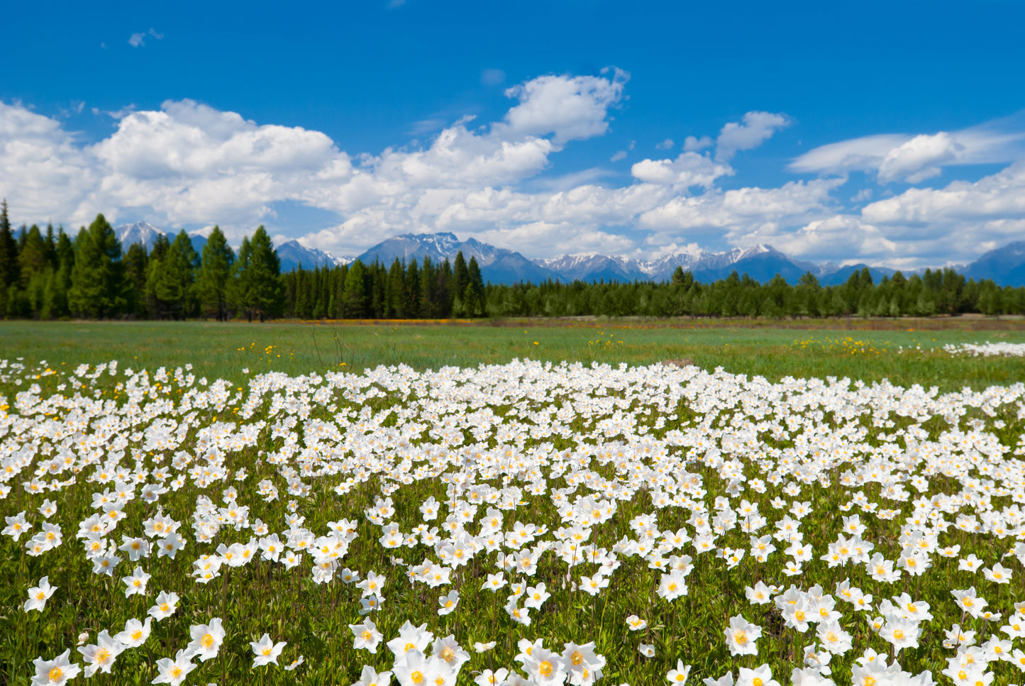 5 MADONNA ANEMONE Sylvestris White & Yellow Flower Seeds