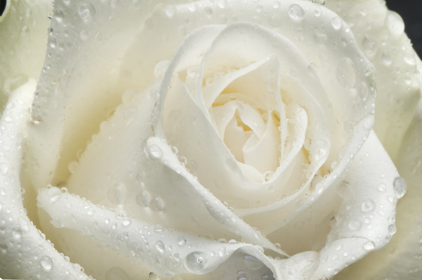 5 WHITE ROSE Rosa Bush Shrub Perennial Flower Seeds