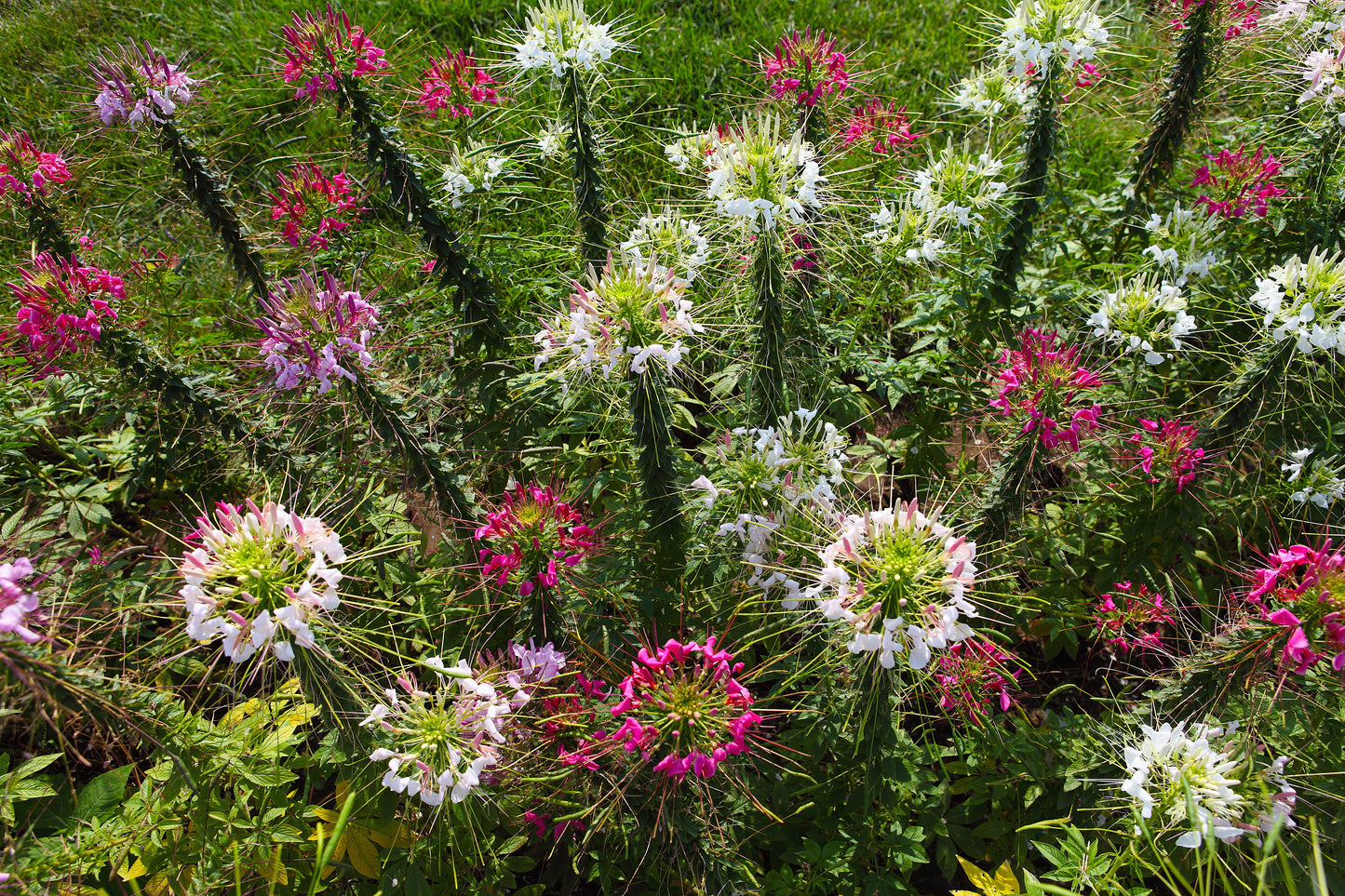 250 MIXED Colors QUEEN CLEOME (Spider Flower) Cleome Hassleriana Cleome Spinosa Flower Seeds