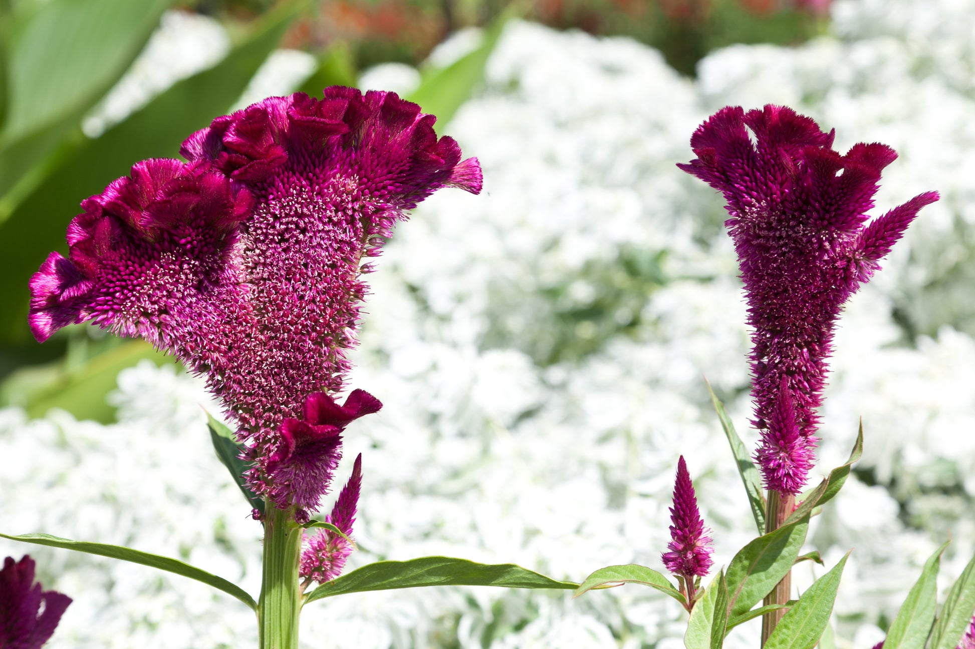 coral gardens mix cockscomb celosia flower jocad 100 seeds 100 CORAL GARDENS Mix CELOSIA Cockscomb Celosia Argentea Cristata Flower Seeds