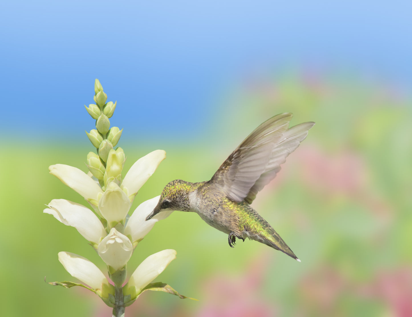 50 WHITE TURTLEHEAD Chelone Glabra Flower Seeds