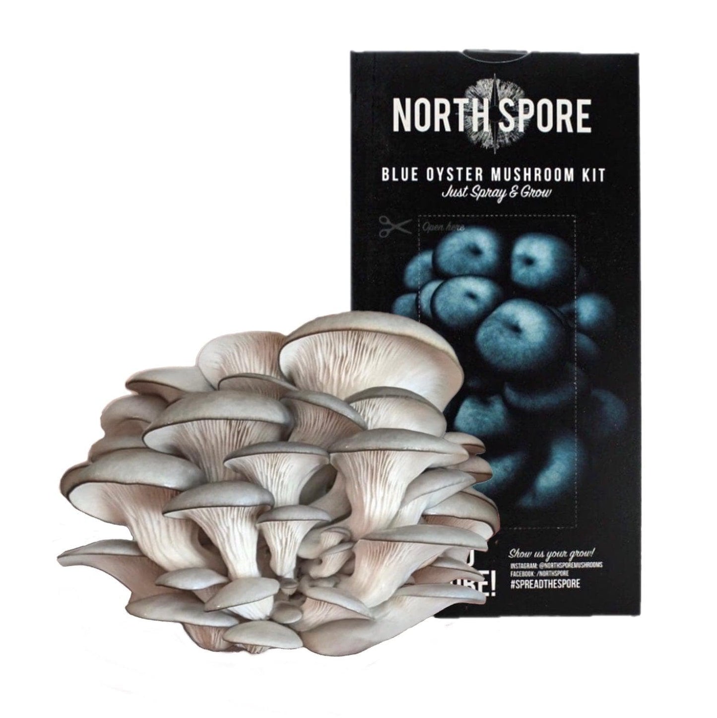 Organic Blue Oyster ‘Spray & Grow’ Mushroom Growing Kit