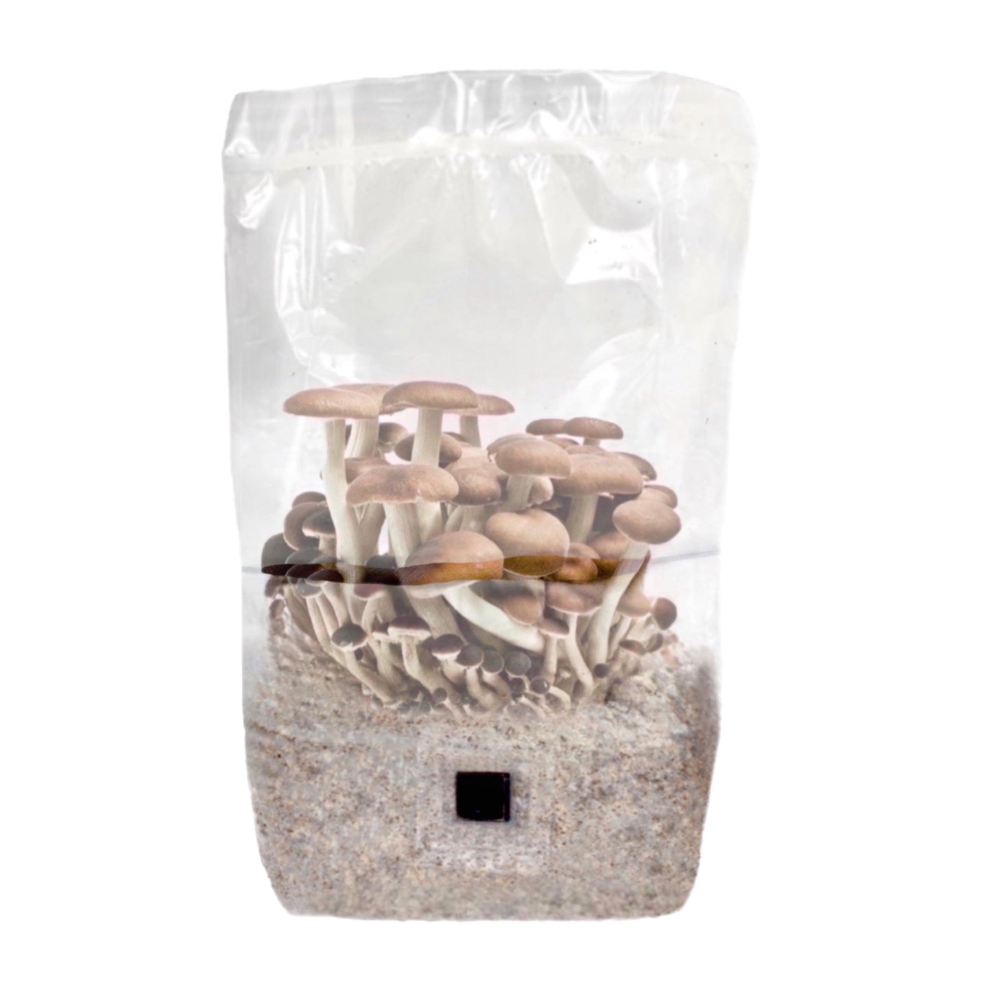 4-Pack 'ShroomTek' All-in-One Mushroom Grow Bag