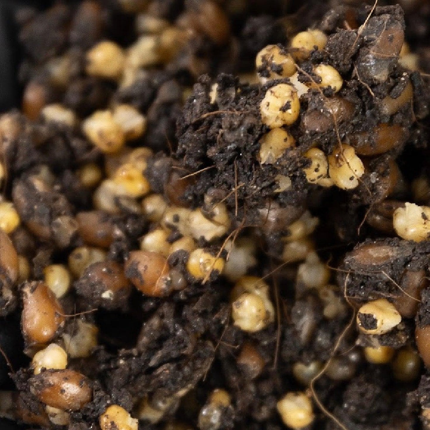 4-Pack 'ShroomTek' All-in-One Mushroom Grow Bag