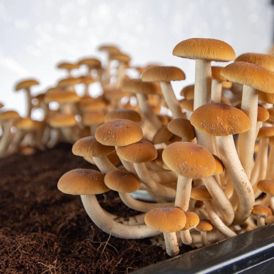 ‘Boomr Bag’ Manure-Based Sterile Mushroom Bulk Substrate