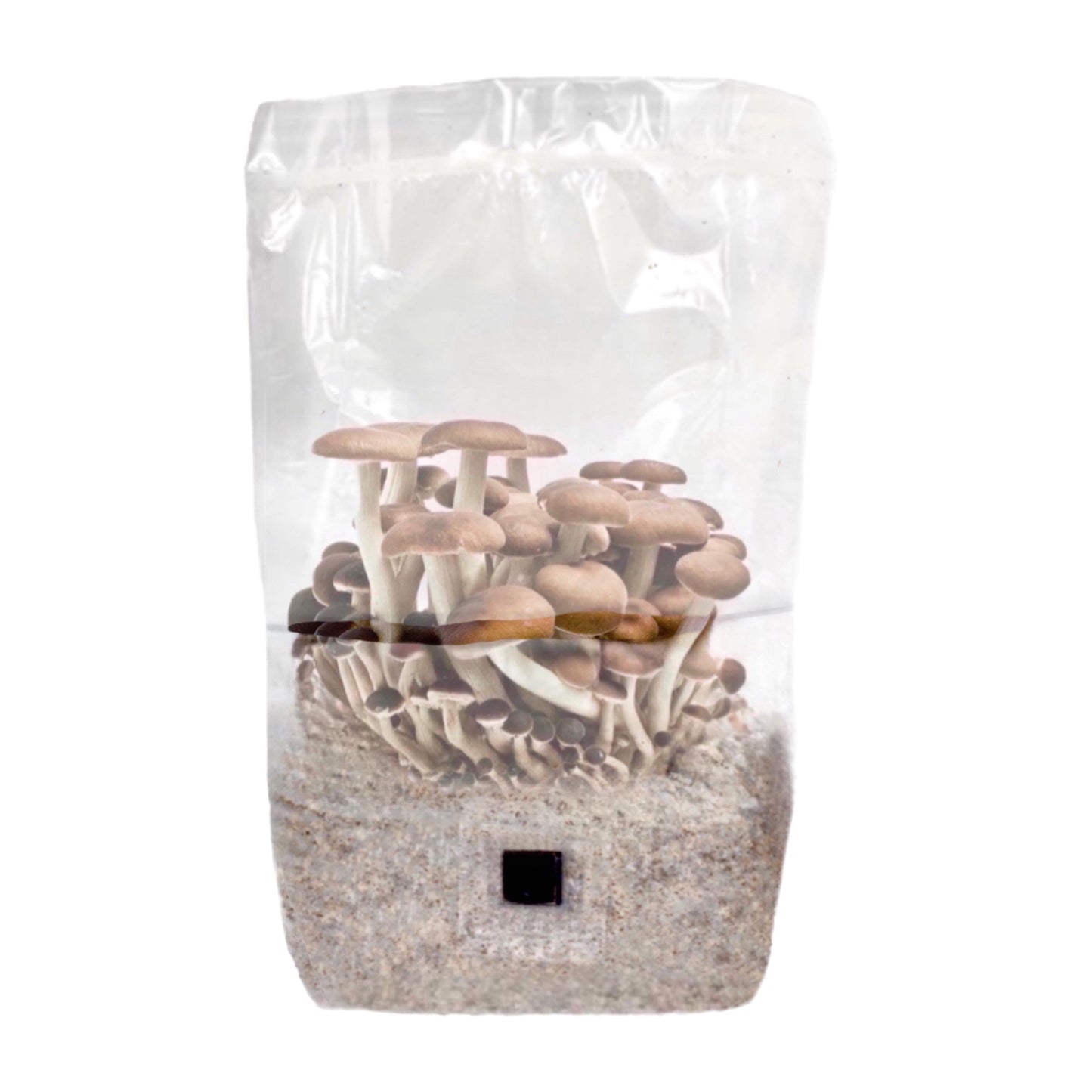 'ShroomTek' All-In-One Mushroom Grow Bag