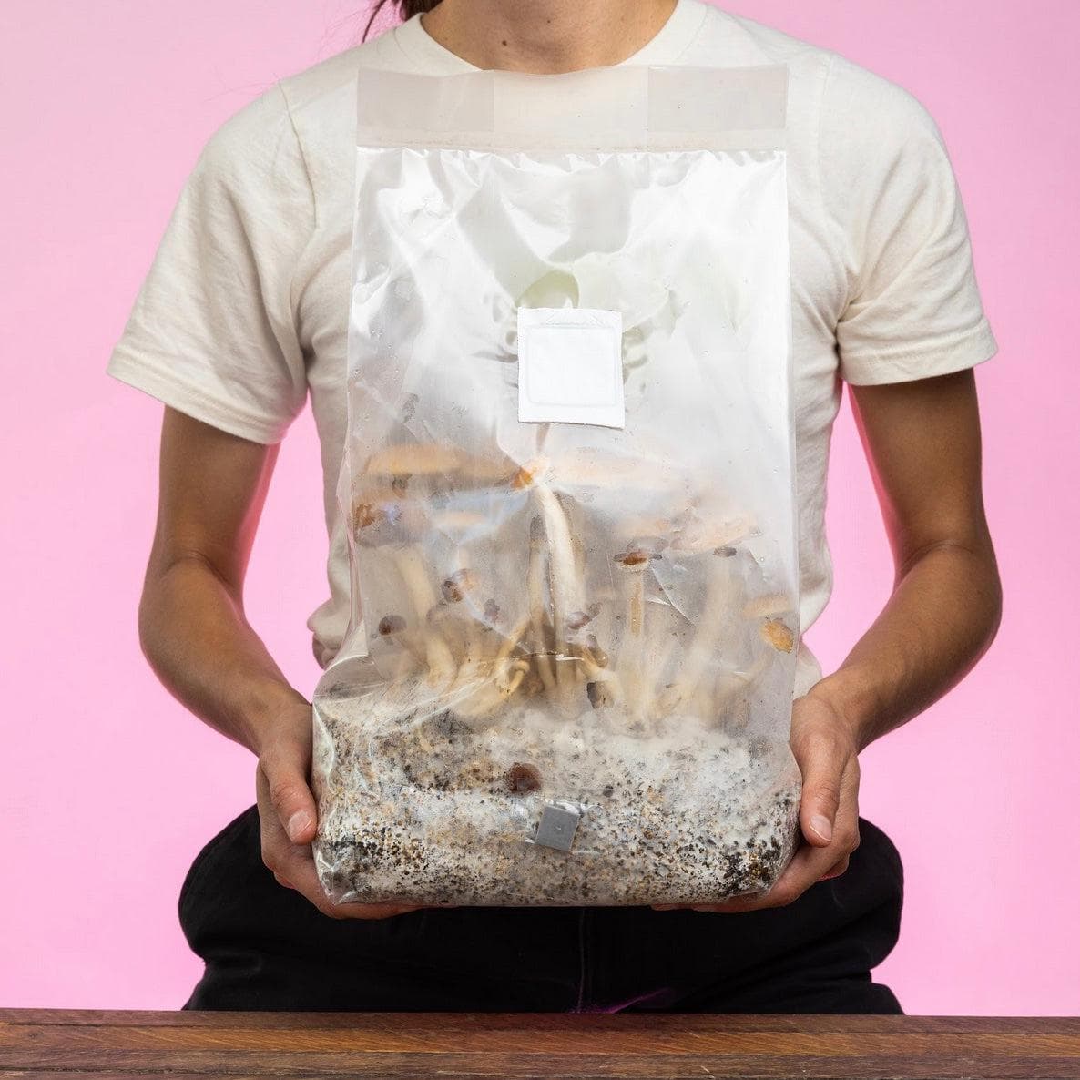 'ShroomTek' All-In-One Mushroom Grow Bag