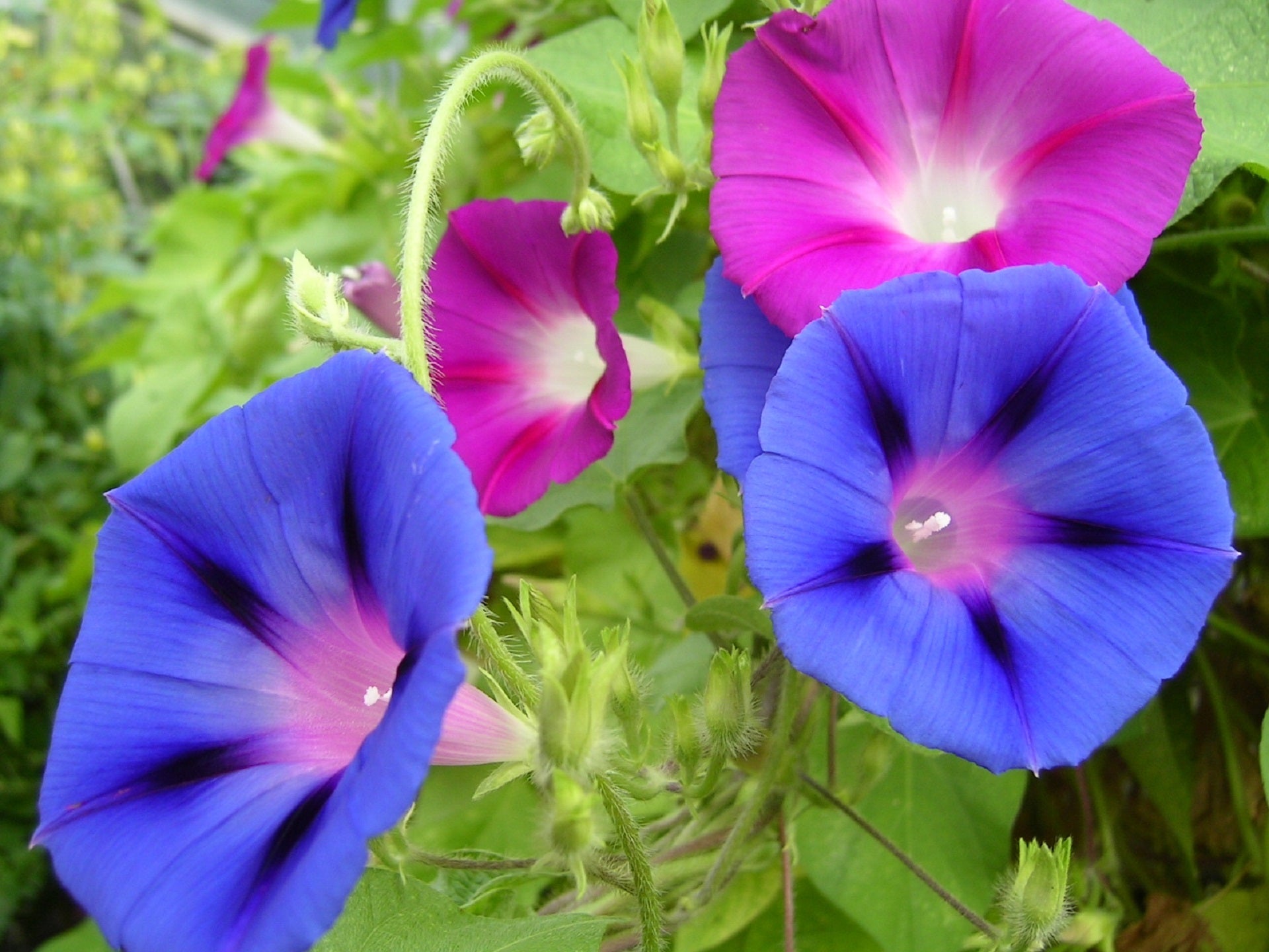 コーリング('02米) 50 Mixed JAPANESE MORNING GLORY Ipomoea Nil Flower Vine Color Mix