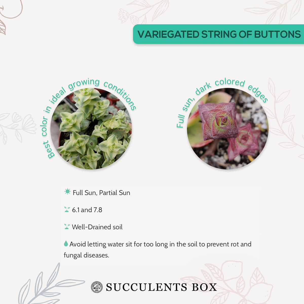 Variegated String of Buttons – Seedville USA