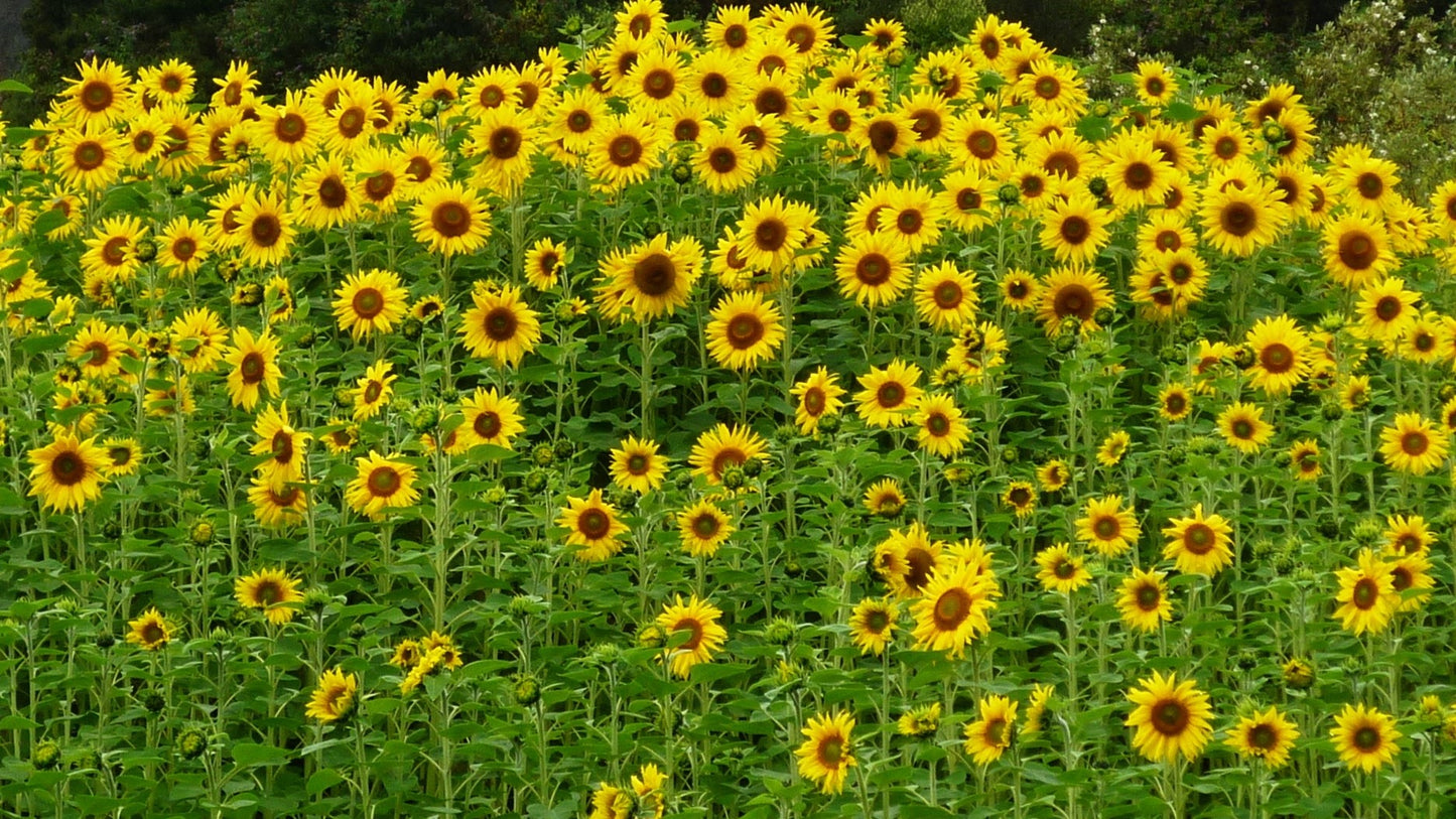 50 SKYSCRAPER SUNFLOWER Helianthus Annuus Flower Seeds