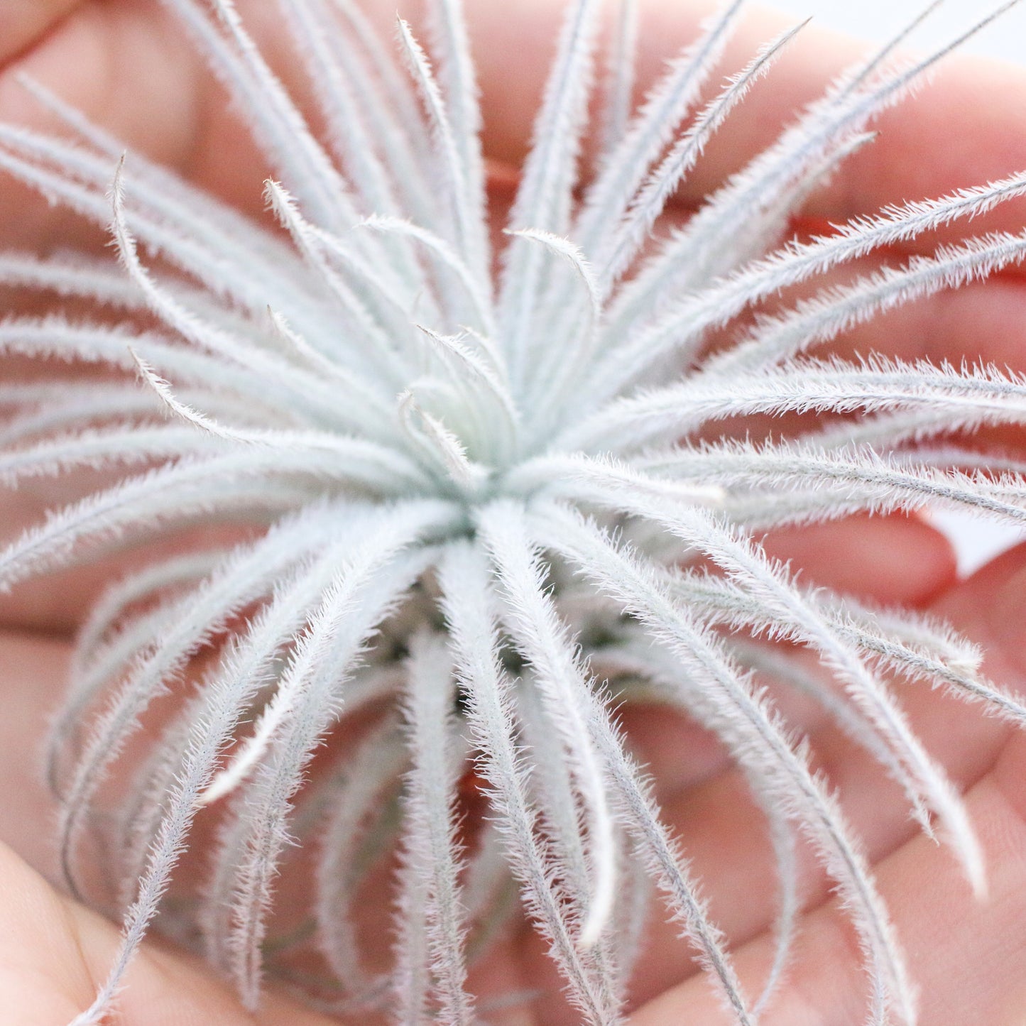 Tillandsia Tectorum Ecuador Air Plants