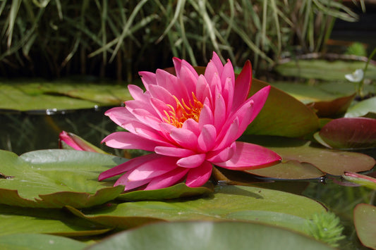 10 PINK Water LILY Pad Nymphaea Sp Pond Asian Lotus Flower Seeds