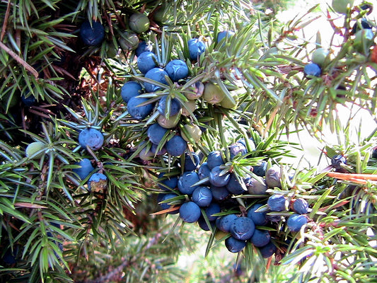 60 Organic Seeds COMMON JUNIPER (20 Berries) Juniperus Communis Tree Shrub Evergreen Conifer Blue Berry Yellow Flower aka Gin Berry Pine