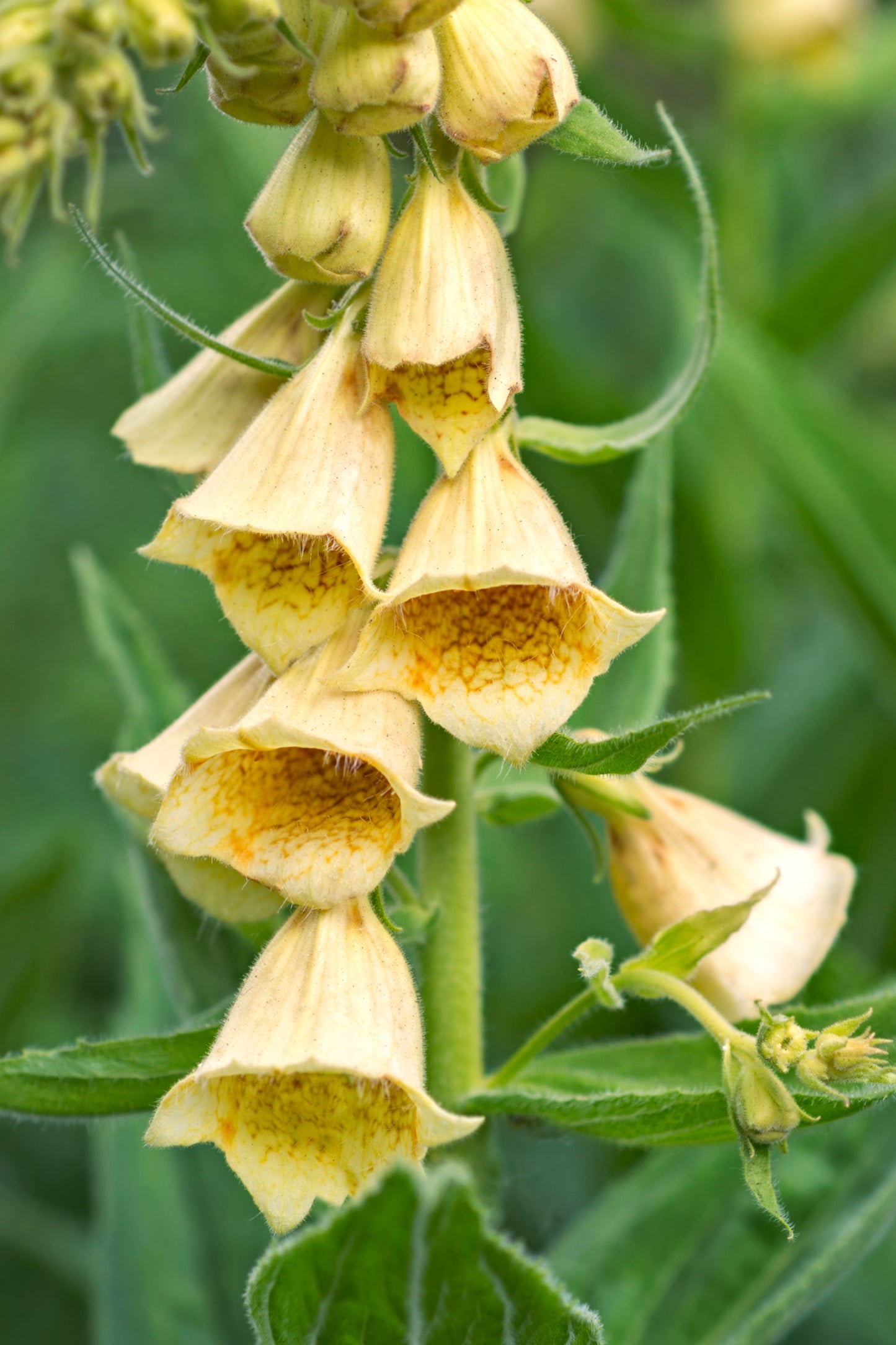 100 YELLOW FOXGLOVE Digitalis Grandiflora Sun or Shade Pollinator aka Large Foxglove or Big-Flowered Foxglove - Flower Seeds