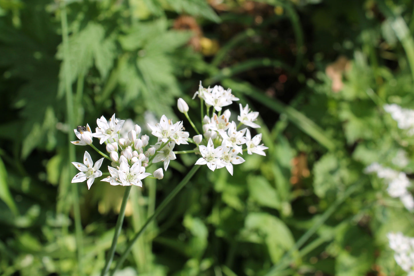 20 RAMP / WILD LEEK Allium Tricoccum Ramps Vegetable Herb White Shade Flower Seeds