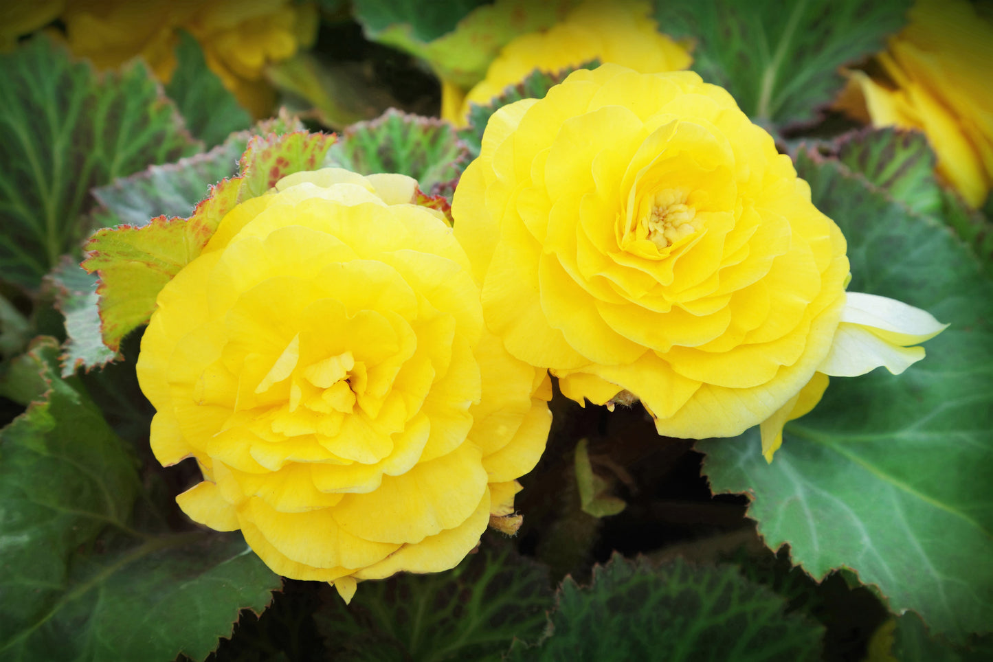 10 YELLOW DOUBLE BEGONIA Tuberosa Tuberous Begonia Shade Flower Seeds