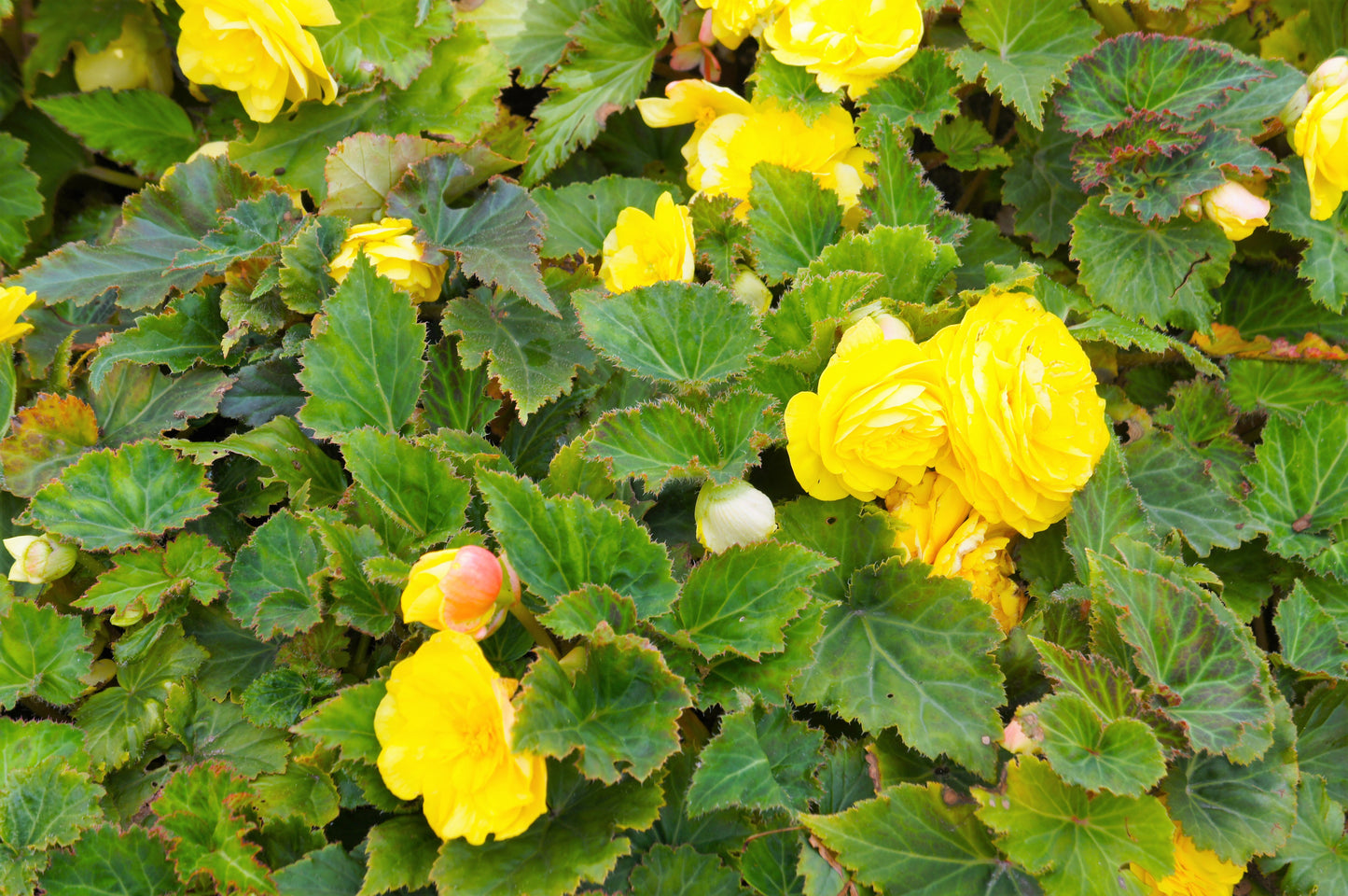 10 YELLOW DOUBLE BEGONIA Tuberosa Tuberous Begonia Shade Flower Seeds