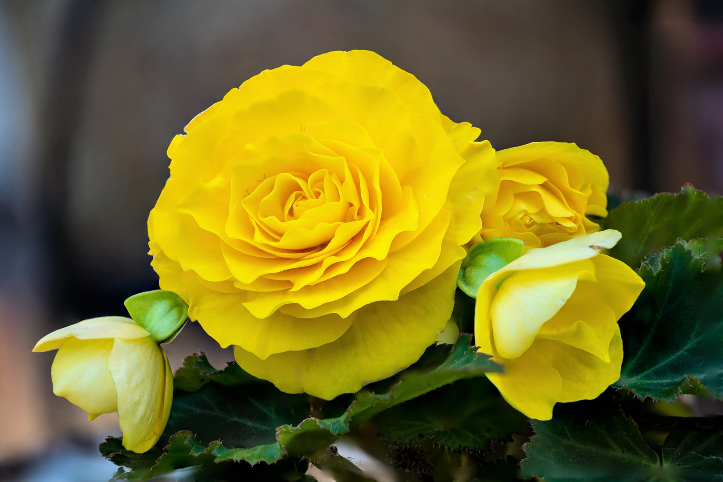 10 YELLOW DOUBLE BEGONIA Tuberosa Tuberous Begonia Shade Flower Seeds