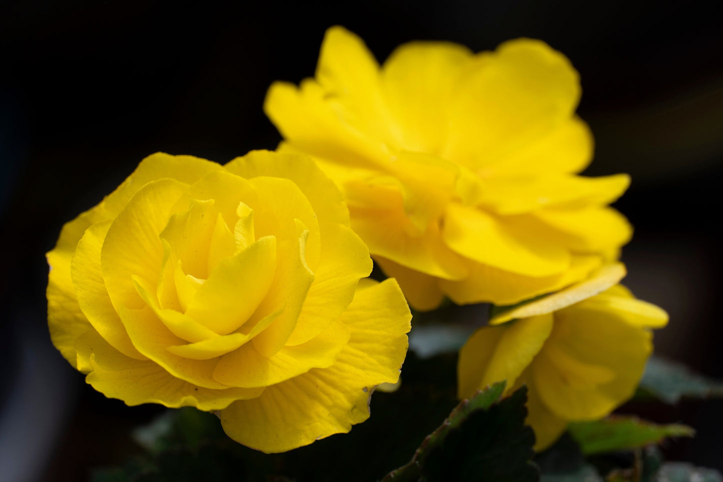 10 YELLOW DOUBLE BEGONIA Tuberosa Tuberous Begonia Shade Flower Seeds