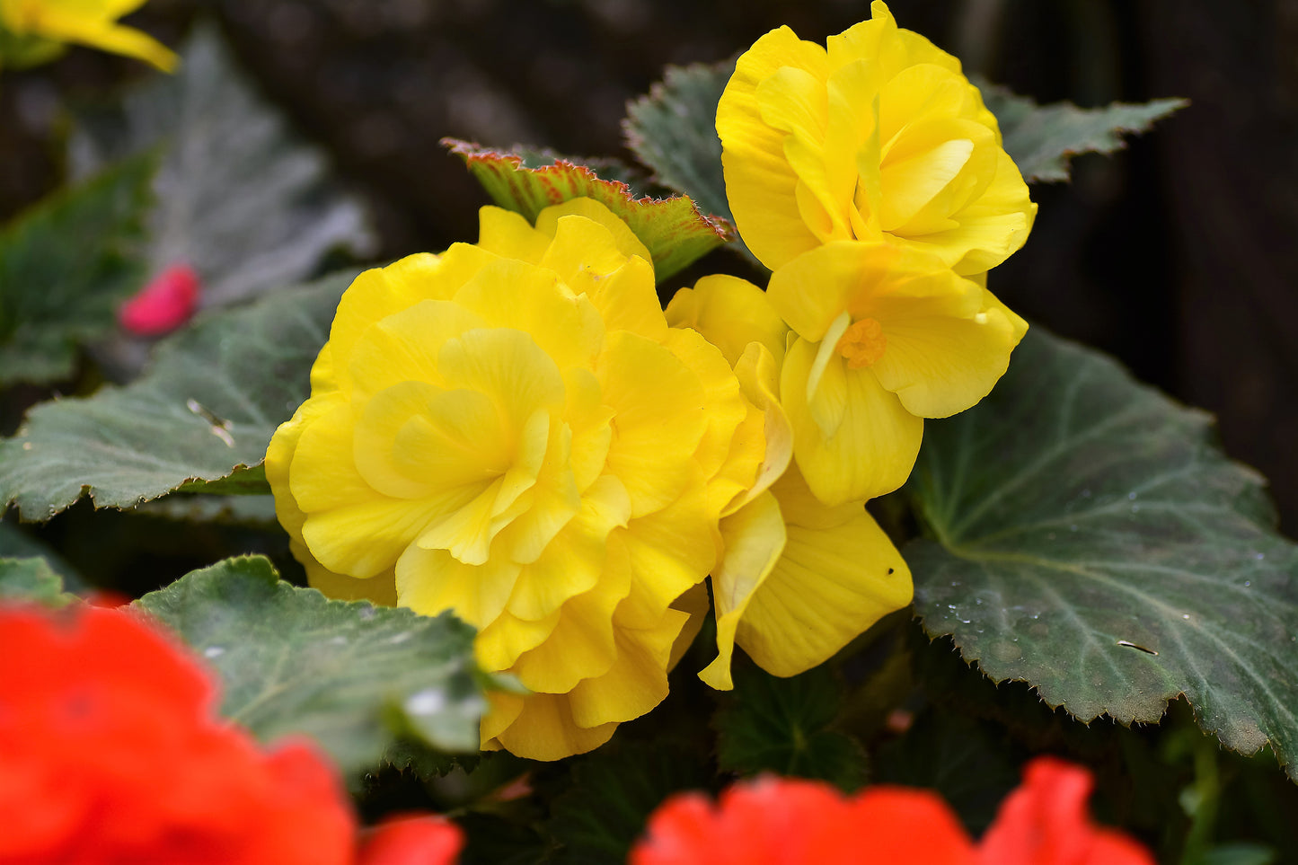 10 YELLOW DOUBLE BEGONIA Tuberosa Tuberous Begonia Shade Flower Seeds