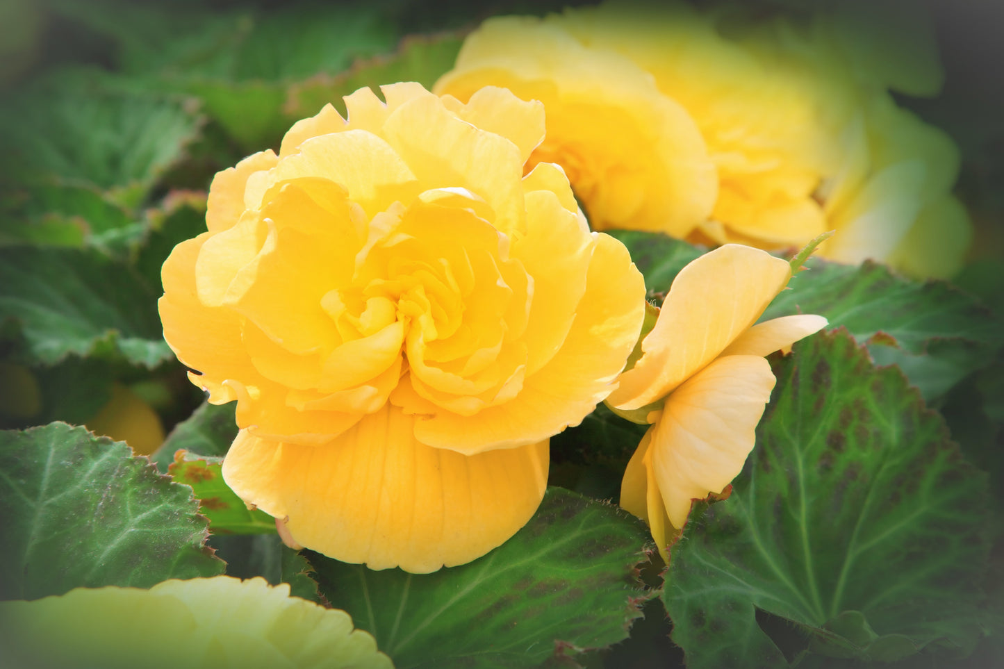 10 YELLOW DOUBLE BEGONIA Tuberosa Tuberous Begonia Shade Flower Seeds