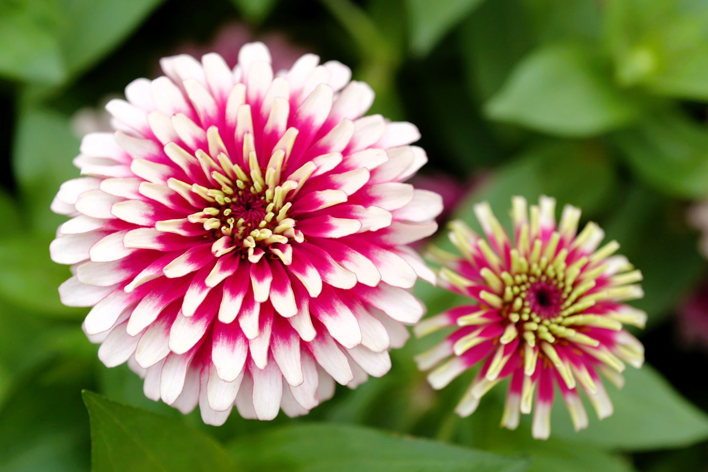100 ICE QUEEN ZINNIA Elegans Bicolor Double Pink Red White Flower Seeds