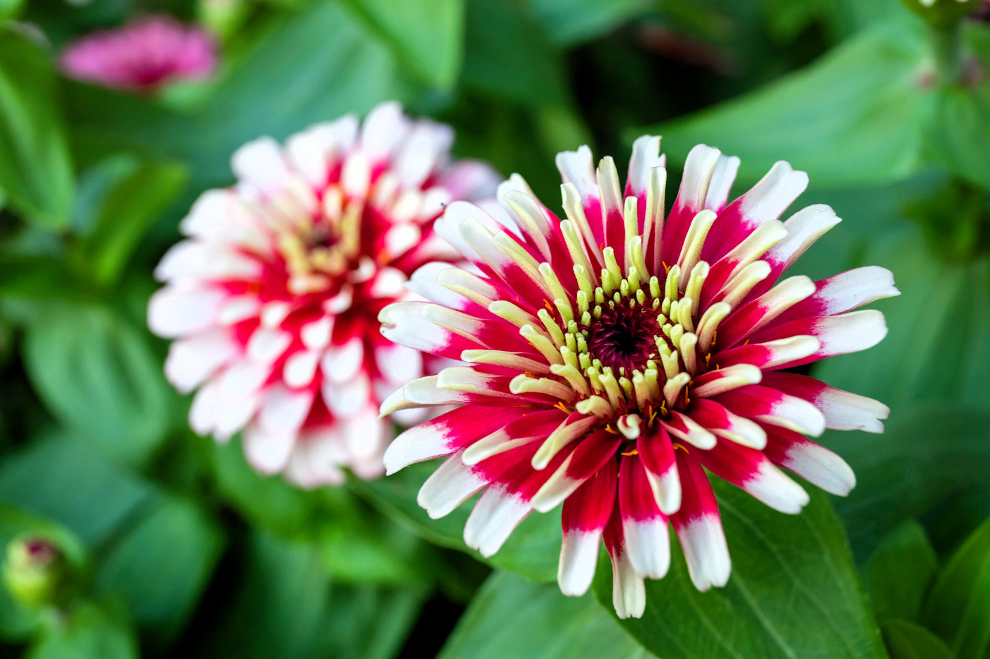 100 ICE QUEEN ZINNIA Elegans Bicolor Double Pink Red White Flower Seeds
