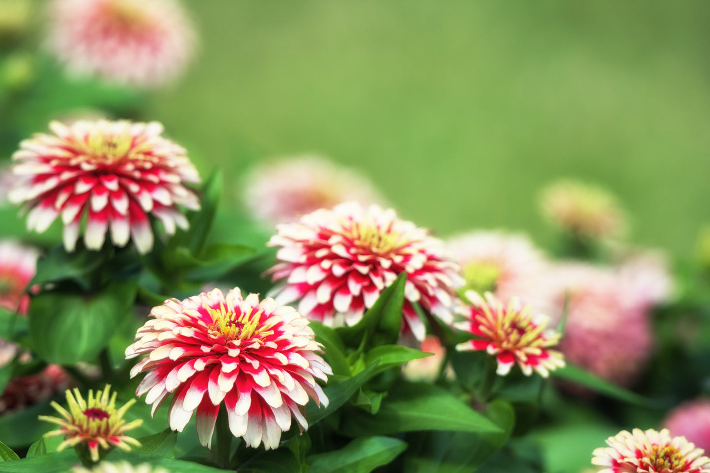 100 ICE QUEEN ZINNIA Elegans Bicolor Double Pink Red White Flower Seeds