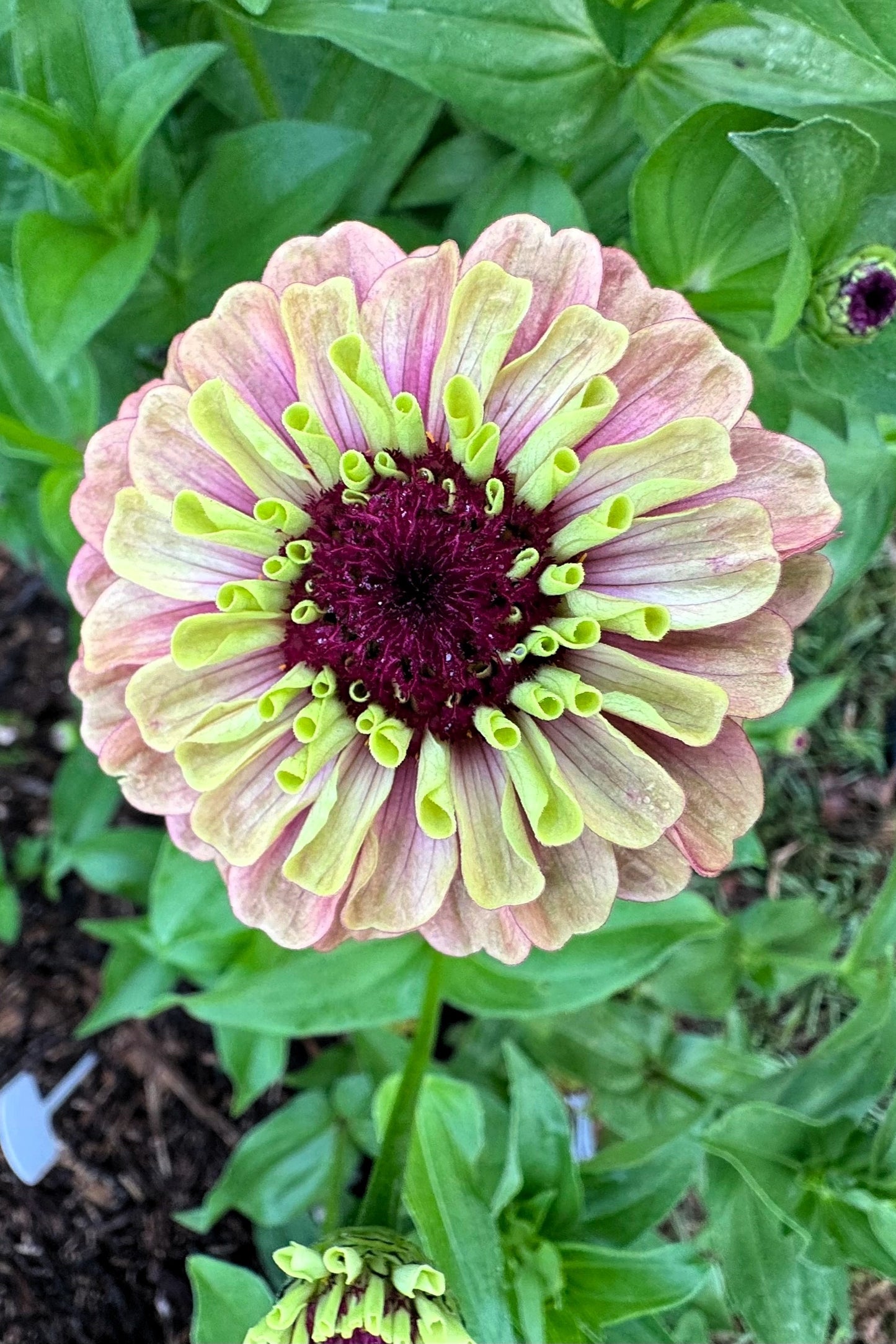 25 RED LIME QUEENY ZINNIA Elegans Green Queen Flower Seeds