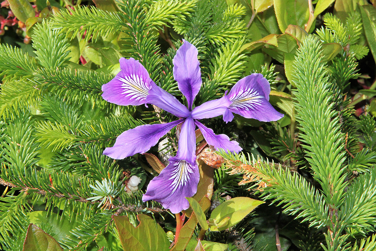 20 Blue & Purple OREGON IRIS ( Tough-Leaf Iris ) Iris Tenax Flower Seeds