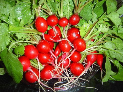 2000 CHERRY BELLE RADISH Raphanus Sativus Vegetable Seeds