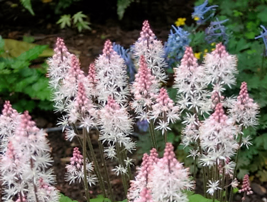 20 HEARTLEAF FOAMFLOWER White & Pink Tiarella Wherryi Coolwort Flower Seeds