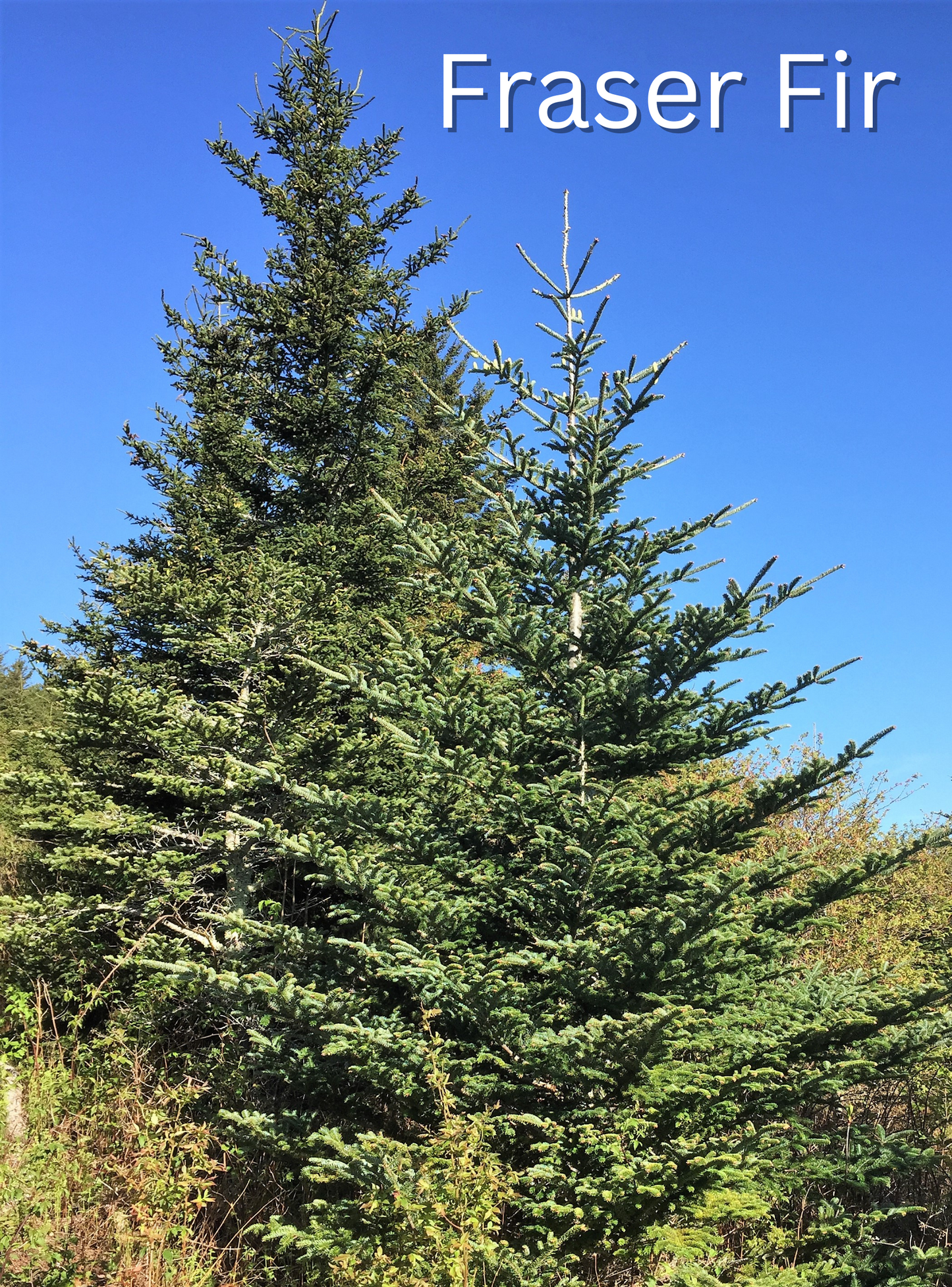 Grow Your Own CHRISTMAS TREE COLLECTION - 4 Gift Packets of Tree Seeds - Fraser Fir, Balsam Fir, Douglas Fir, & Blue Spruce + Free Gift Bag