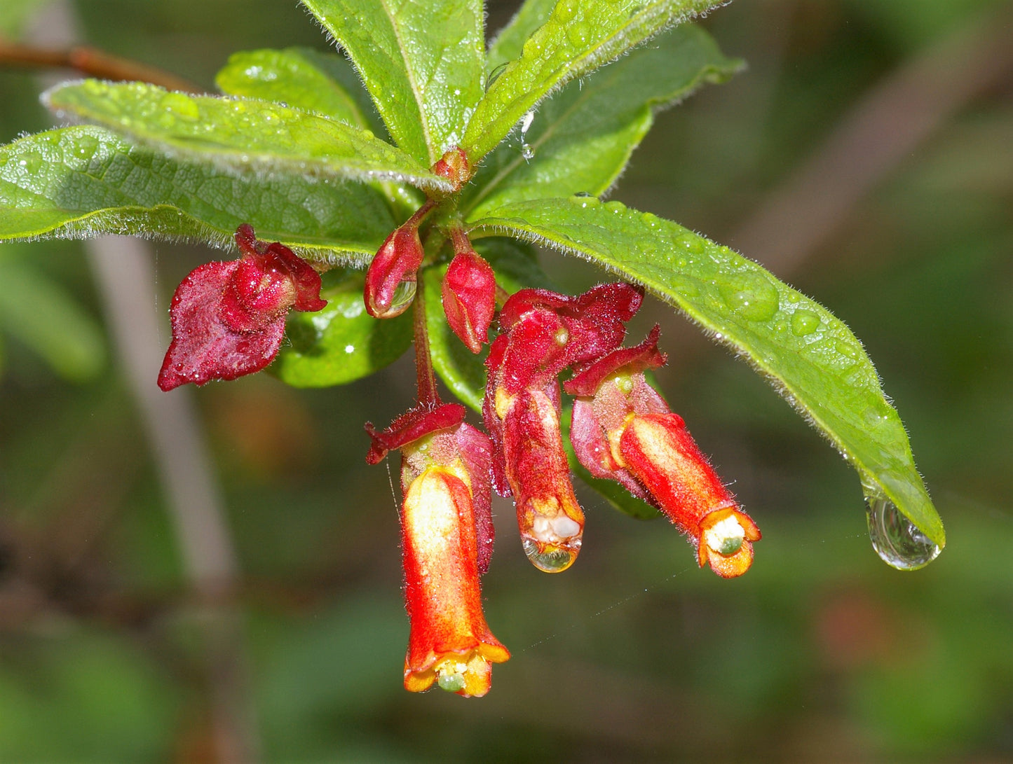 25 TWINBERRY HONEYSUCKLE Lonicera Involucrata California Bearberry Black Twin Berry Endangered Native Sun or Shade Shrub Yellow Red Hummingbird Flower Seeds