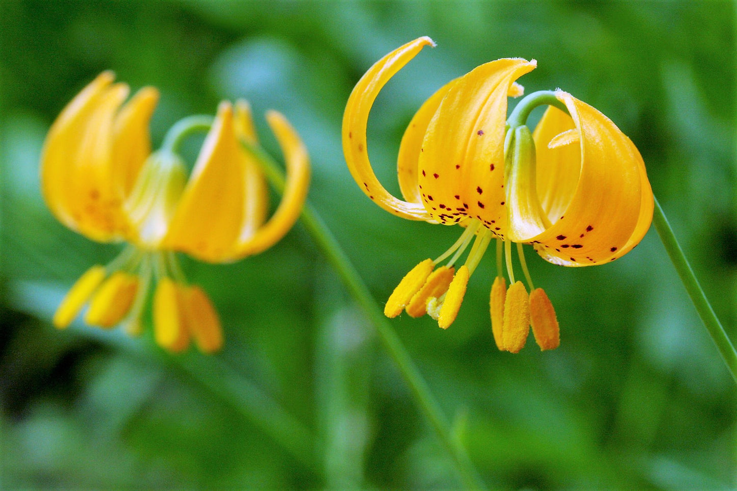 20 COLUMBIAN TIGER LILY Oregon Lily Lilium Columbianum syn. Canadense Parviflorum Orange Maroon Spotted Native Flower Seeds