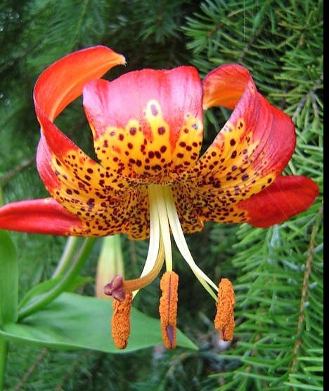 280 tiger lily diana tx 10 LEOPARD LILY California Tiger Lily Panther Lilium Pardalinum Yellow Orange Red Spotted Native Flower Seeds