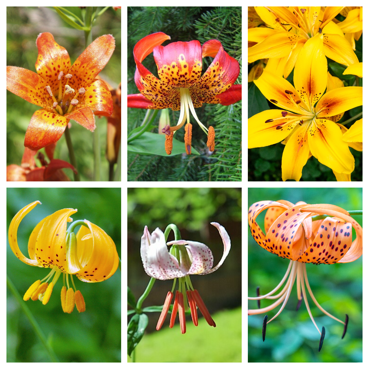 15 WESTERN HYBRIDS LILY Tiger, Leopard, Lemon, Alpine, Kellogg - Mixed Colors Pink, Red, Yellow, Orange - Native Lilium Flower Seeds