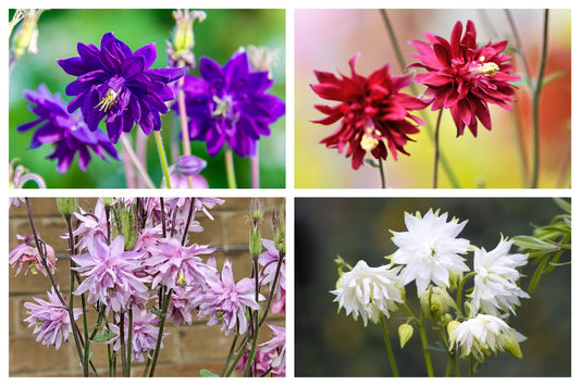 100 TALL DOUBLE COLUMBINE Aquilegia Vulgaris Mixed Colors Red, Pink, Purple, & White Flower Seeds