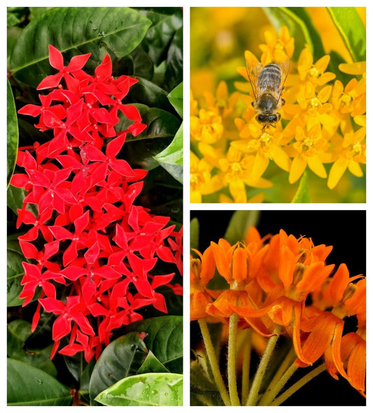 10 GAY BUTTERFLIES MILKWEED Red Yellow Orange Mix Asclepias Tuberosa Butterfly Weed Flower Seeds